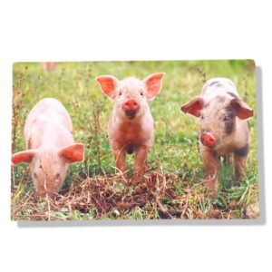 10 Wenskaarten blanco dieren | 11x17cm | incl. Envelop | BL3.5.3