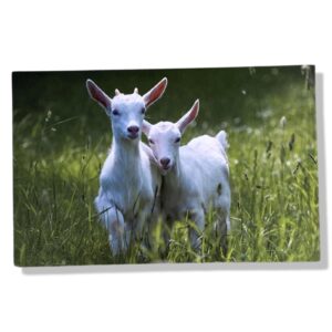 10 Wenskaarten blanco dieren | 11x17cm | incl. Envelop | BL4.2.10