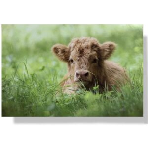10 Wenskaarten blanco dieren | 11x17cm | incl. Envelop | BL4.3.10