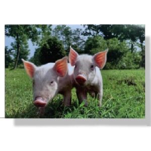 10 Wenskaarten blanco dieren | 11x17cm | incl. Envelop | BL4.3.9