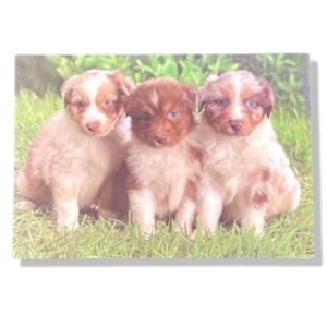 10 Wenskaarten blanco dieren | 11x17cm | incl. Envelop | BL4.4.7